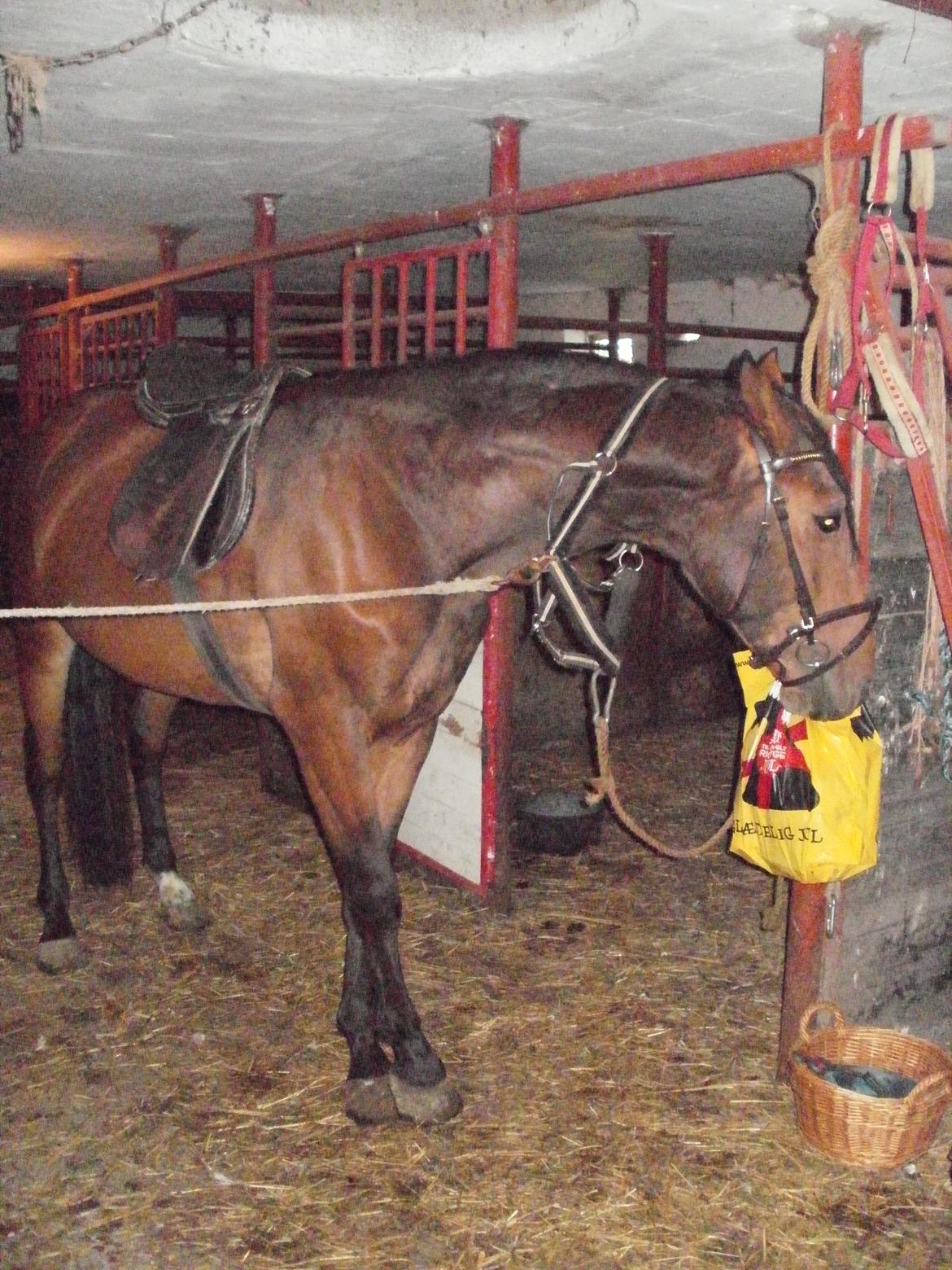 Anden særlig race Lucas billede 15