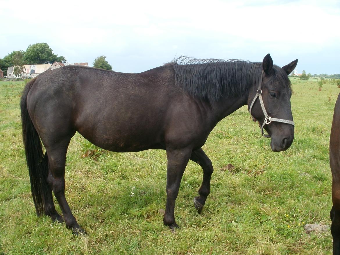 Anden særlig race Engbæks Rosetta billede 9