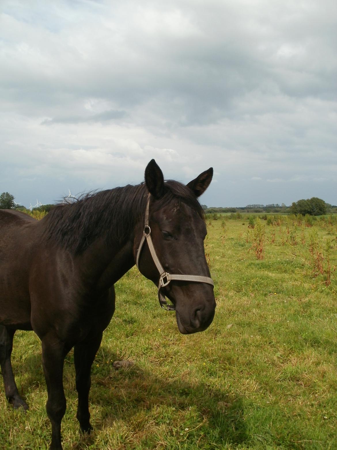 Anden særlig race Engbæks Rosetta billede 10