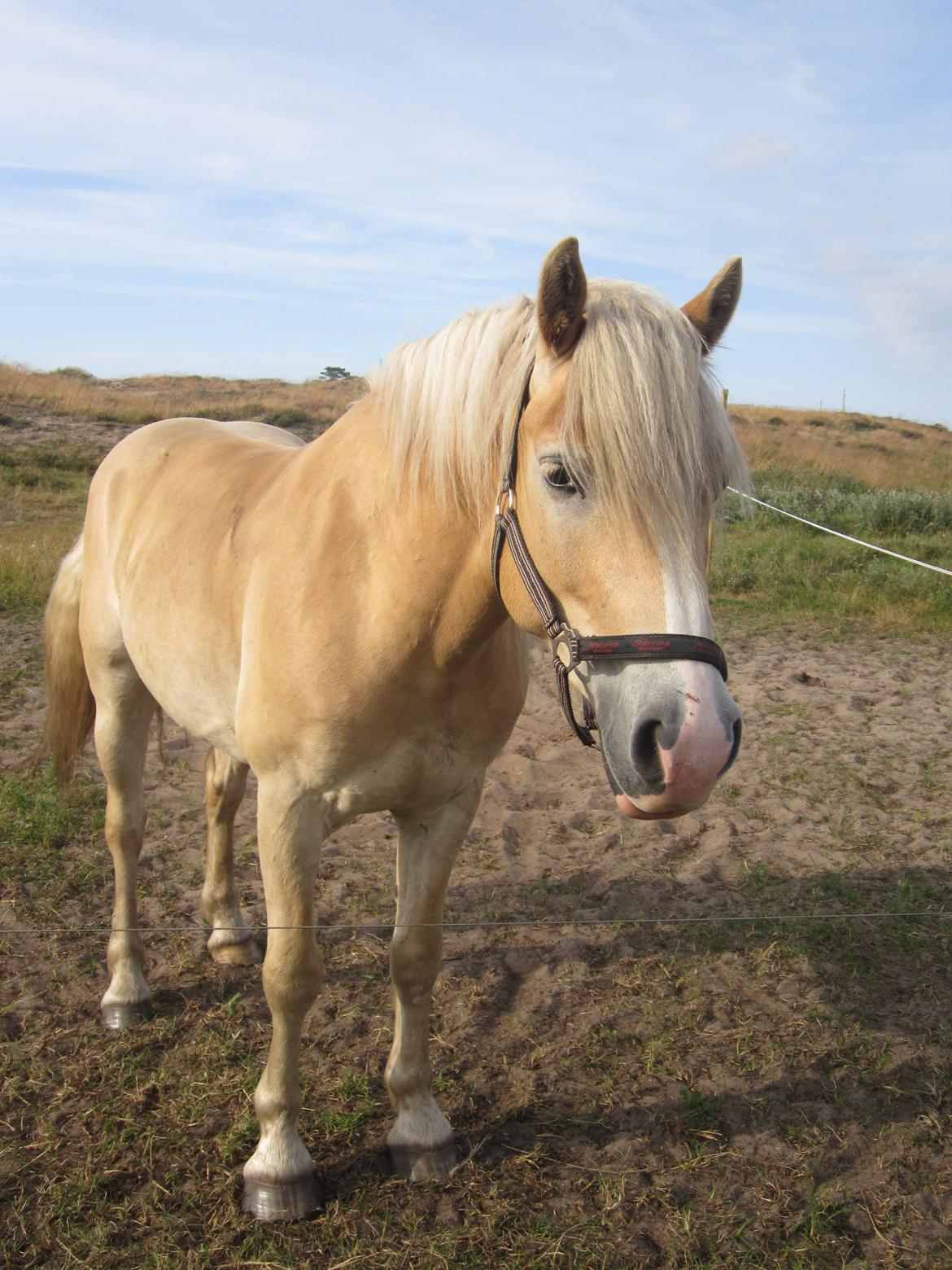 Haflinger Nemo Soldal - Flotte Nemo! 
:) billede 20