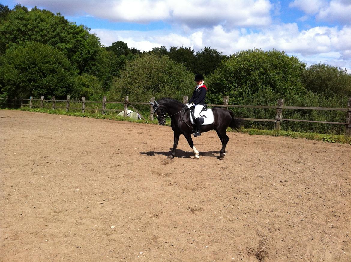 Welsh Cob (sec D)  Meter - Stævne i VRK:) billede 10