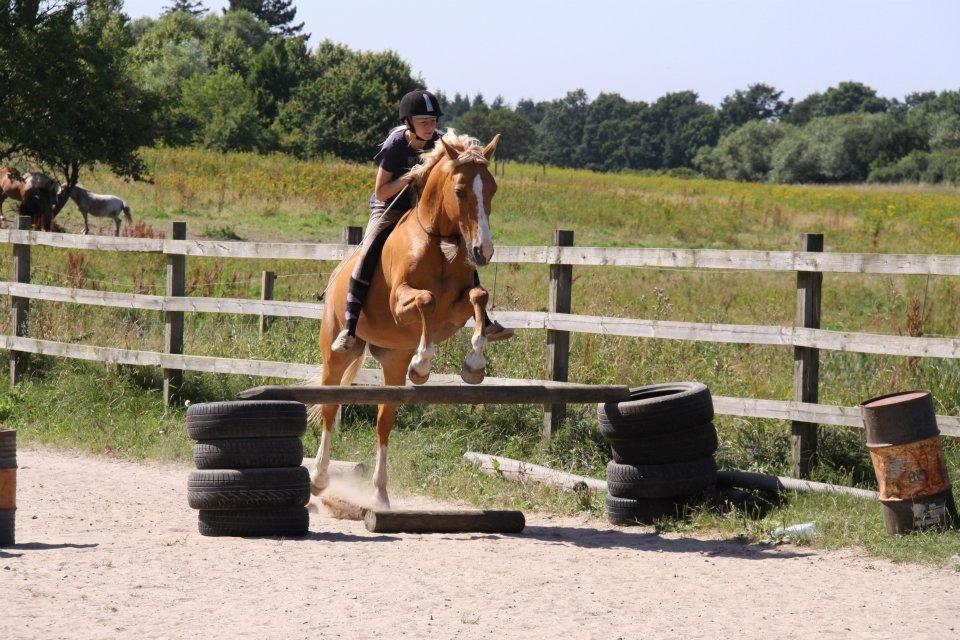 Anden særlig race Nikky billede 17