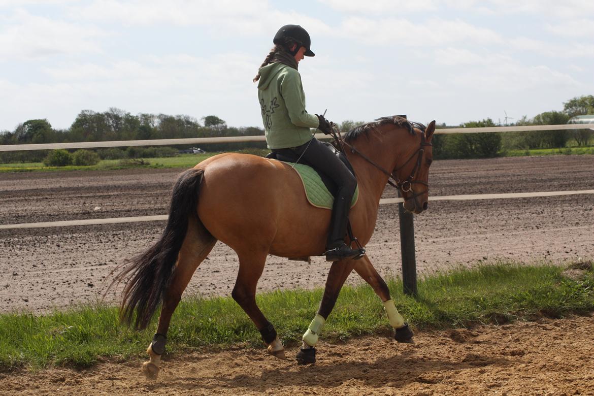 Anden særlig race Bella Bacardi - Fantastiske pony altså! billede 9