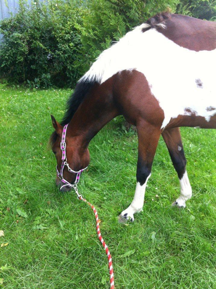 Anden særlig race Amaysing<3 billede 1