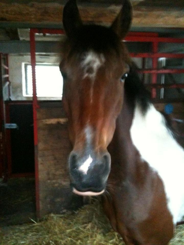 Anden særlig race Amaysing<3 billede 3