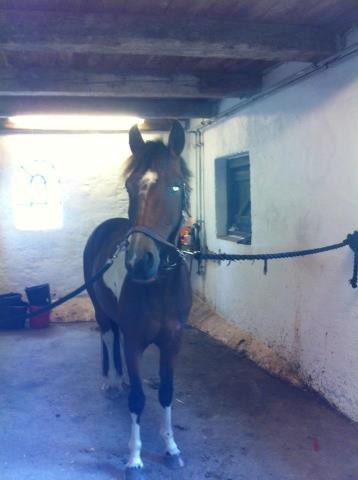 Anden særlig race Amaysing<3 billede 4