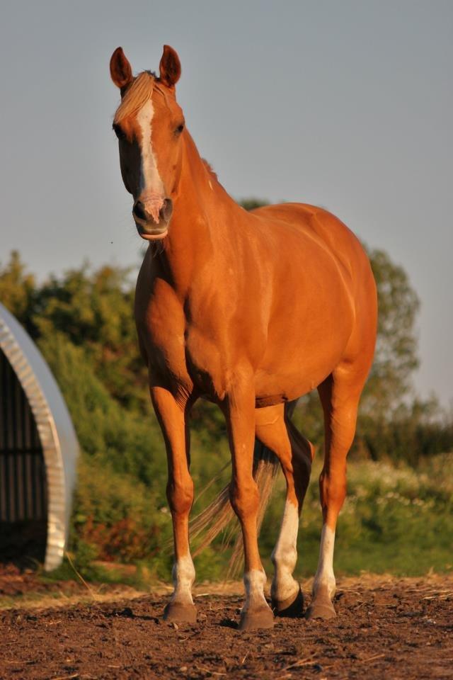 Anden særlig race Nikky billede 9