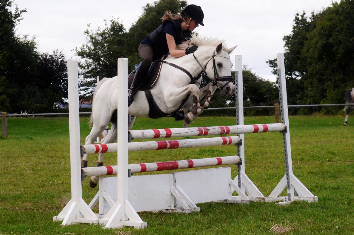 Connemara Vimmelgårdens Coco <3 billede 11