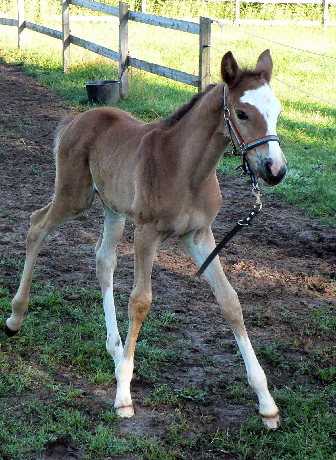 Trakehner Philippa - Gik altid sin egne veje ;) Foto: Anette Suhr billede 3