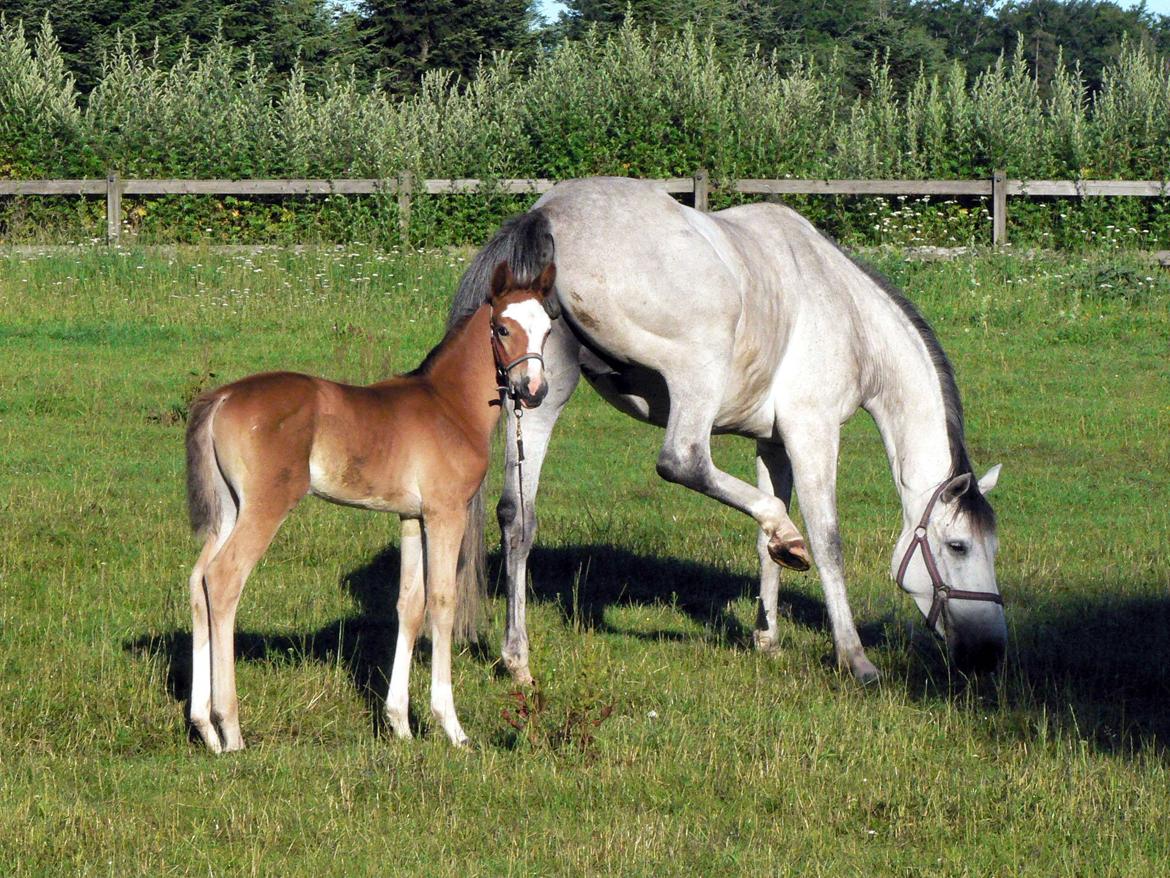 Trakehner Philippa - Philps og moren Phi. Foto: Anette Suhr billede 10