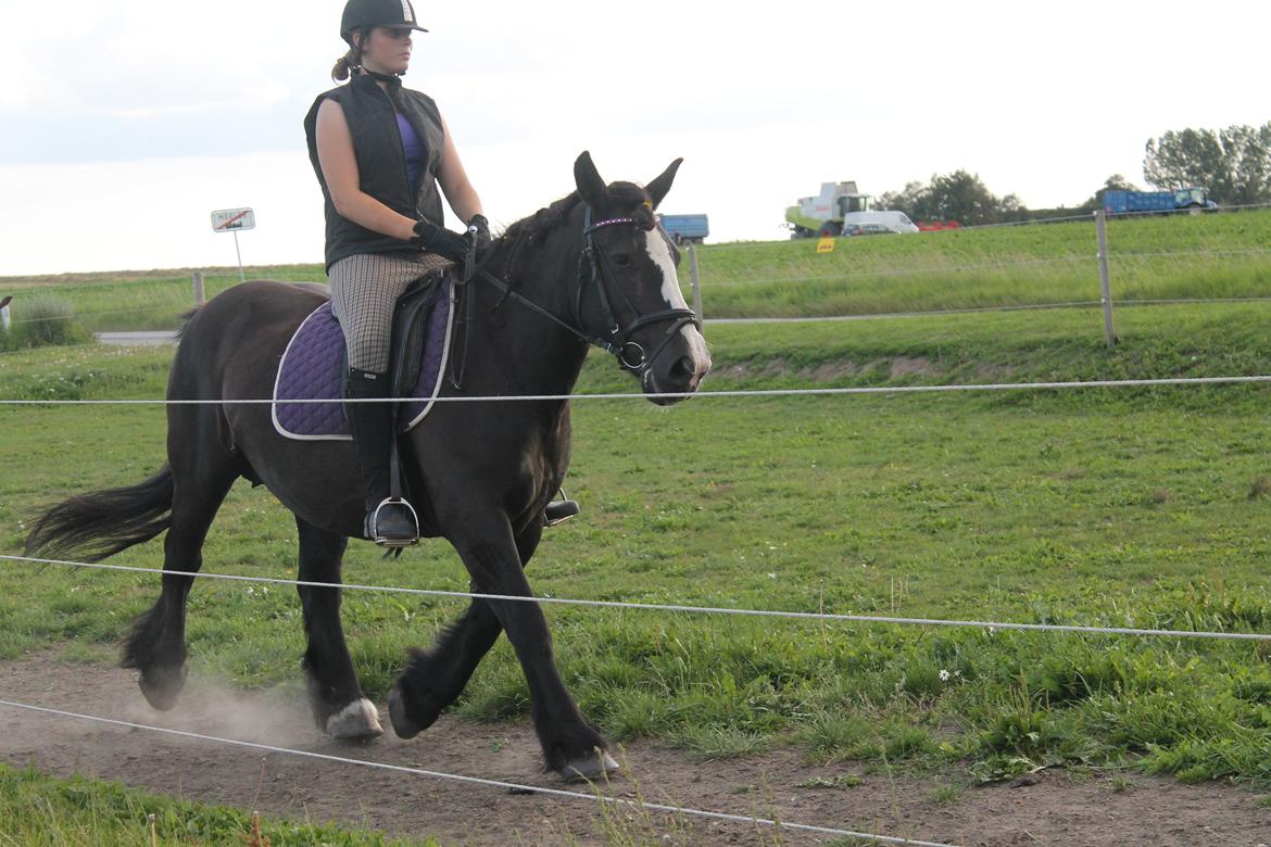 Tinker *Dronning Victoria* - Opvarmning til stævnet<3 billede 4