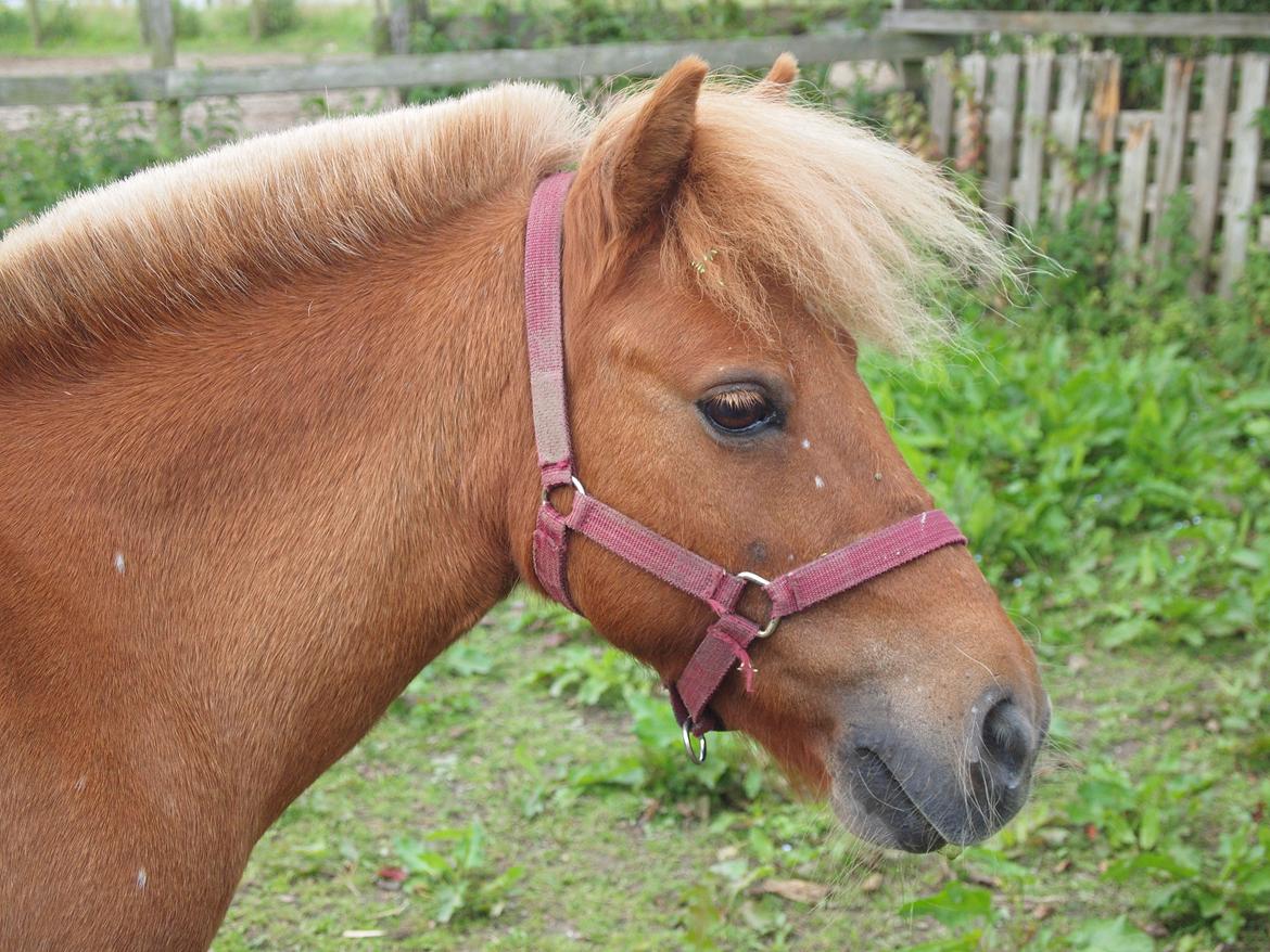 Shetlænder Snefnug † billede 2