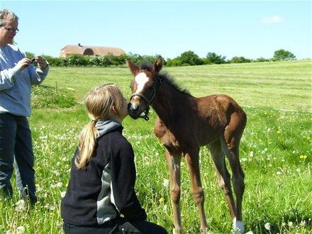 Anden særlig race Bestway of kajenda billede 13
