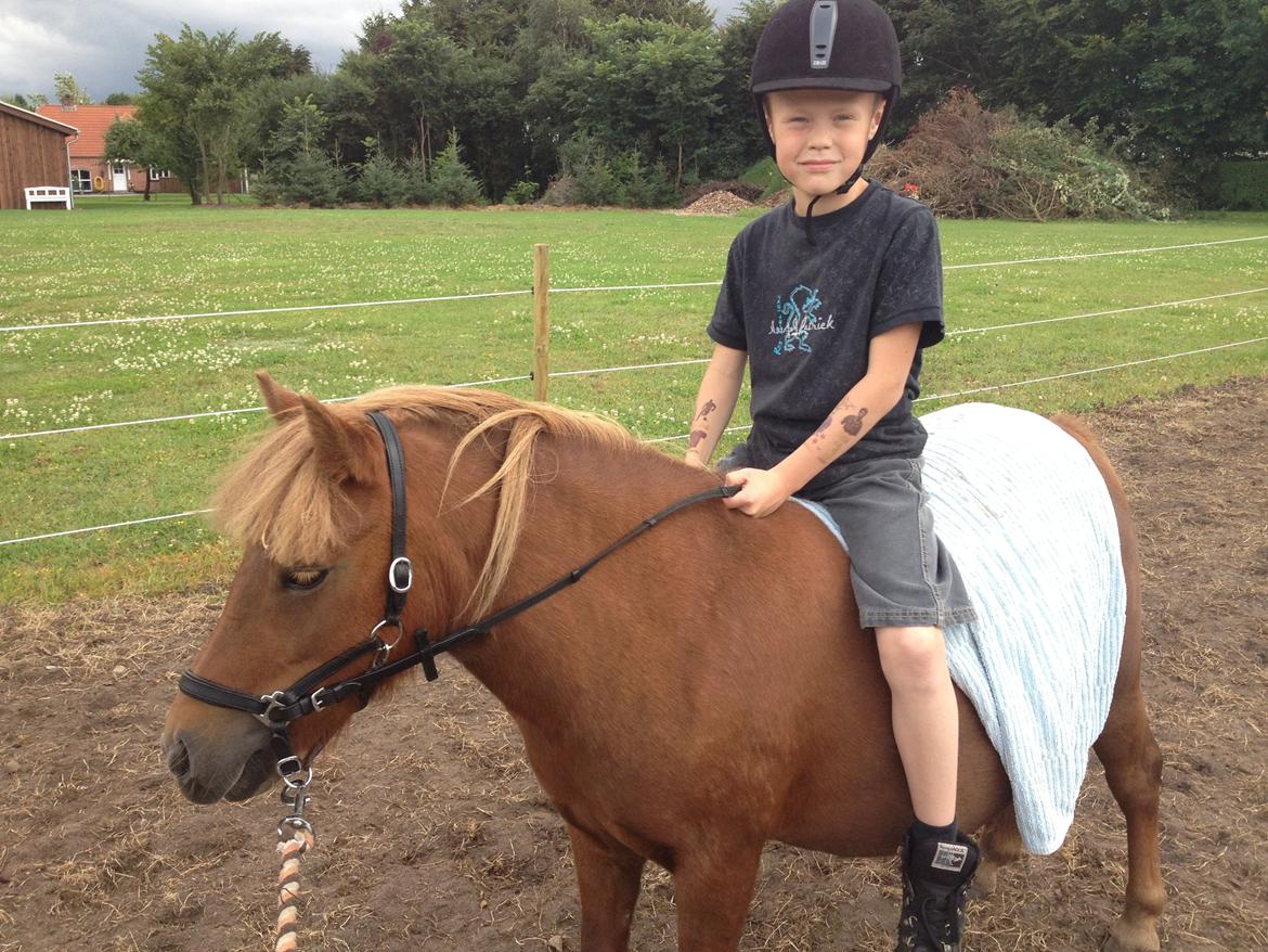 Shetlænder Solgårdens Lotte "Flotte Lotte" <3 - Første gang Emil rigtig er oppe og side på Lotte hvor vi skridter rundt ;D billede 8