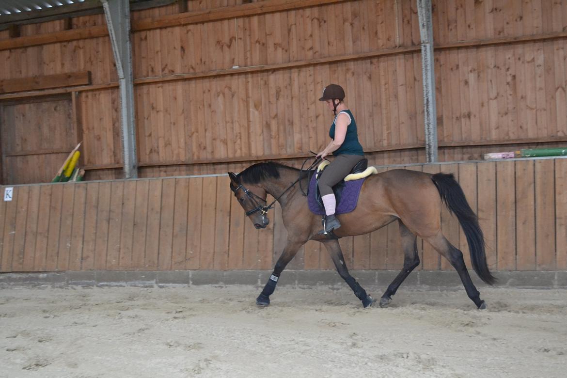 Dansk Varmblod Solejs Cha-Wil    Rip 04.06.19 billede 6