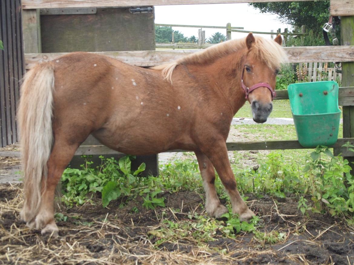 Shetlænder Snefnug † billede 11