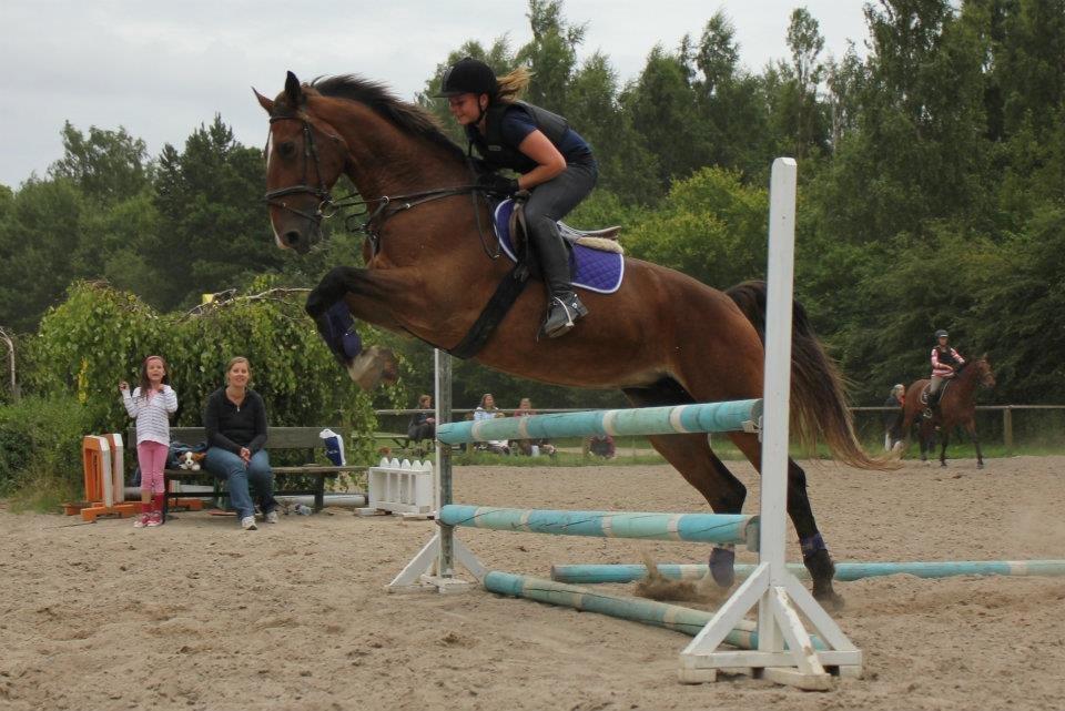 Hollandsk Varmblod Wojola (Mulle) - Træning.  billede 2