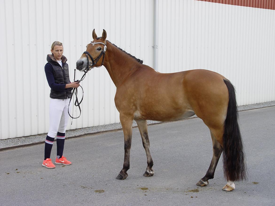 New Forest Sunshine S - Rikke & Sunshine billede 1