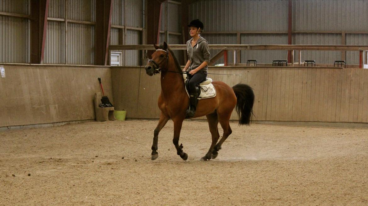 Anden særlig race PRINS KASHMIR  - d. 10/8-2012 på vej hen til vandgraven haha <3  billede 12