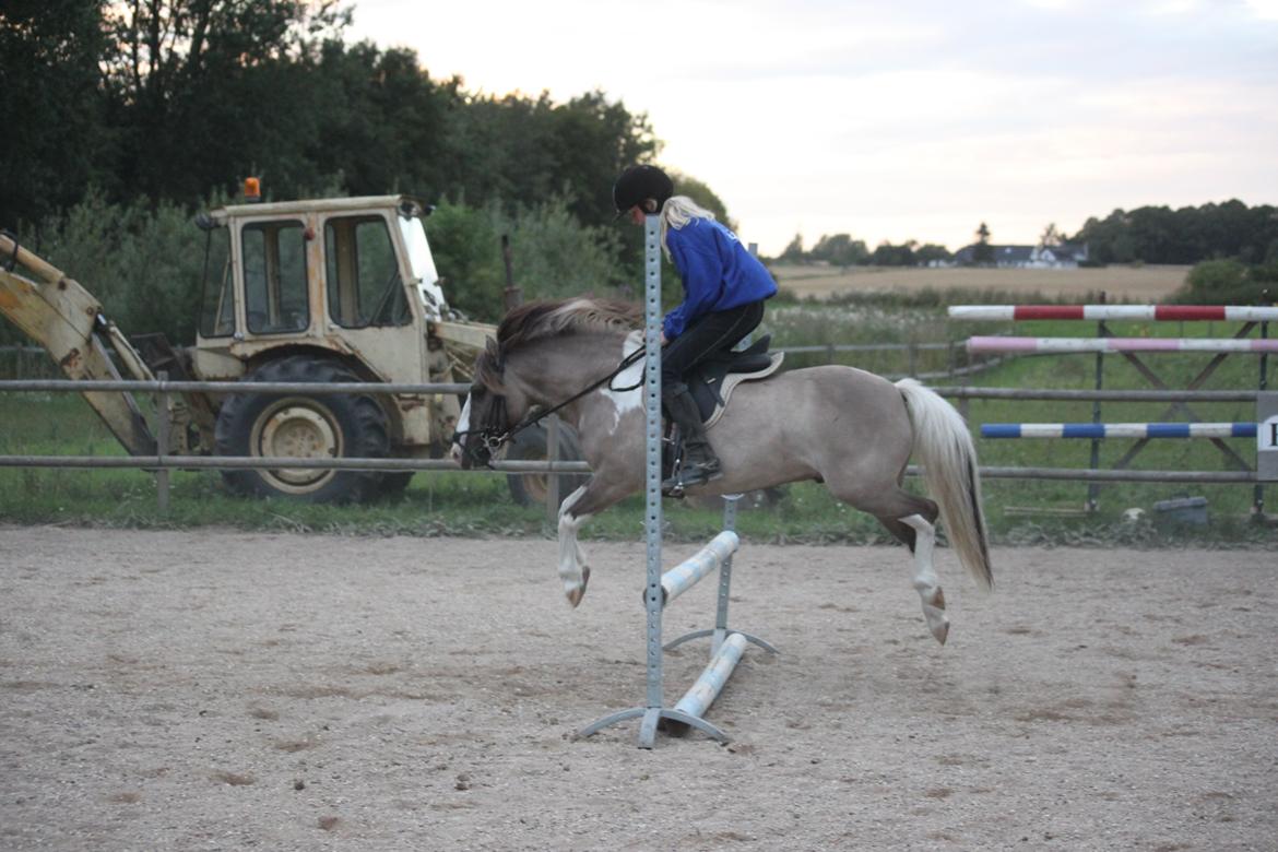 Anden særlig race Surprice billede 16