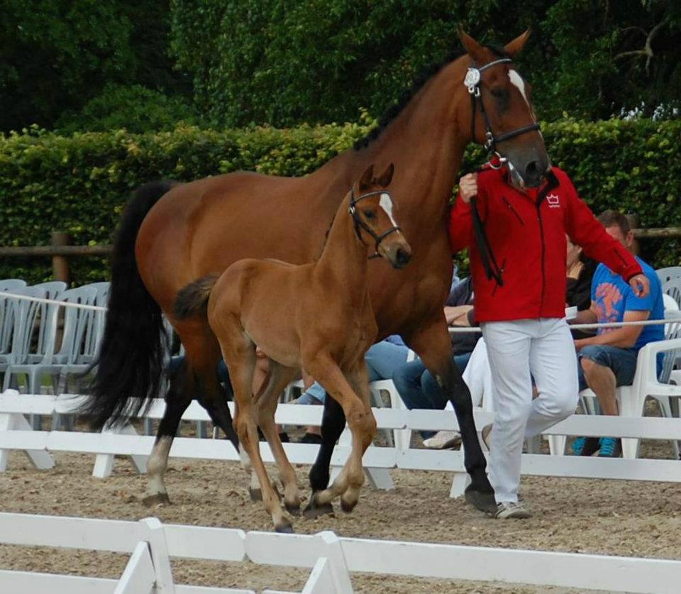 Dansk Varmblod Cassiopeia billede 11