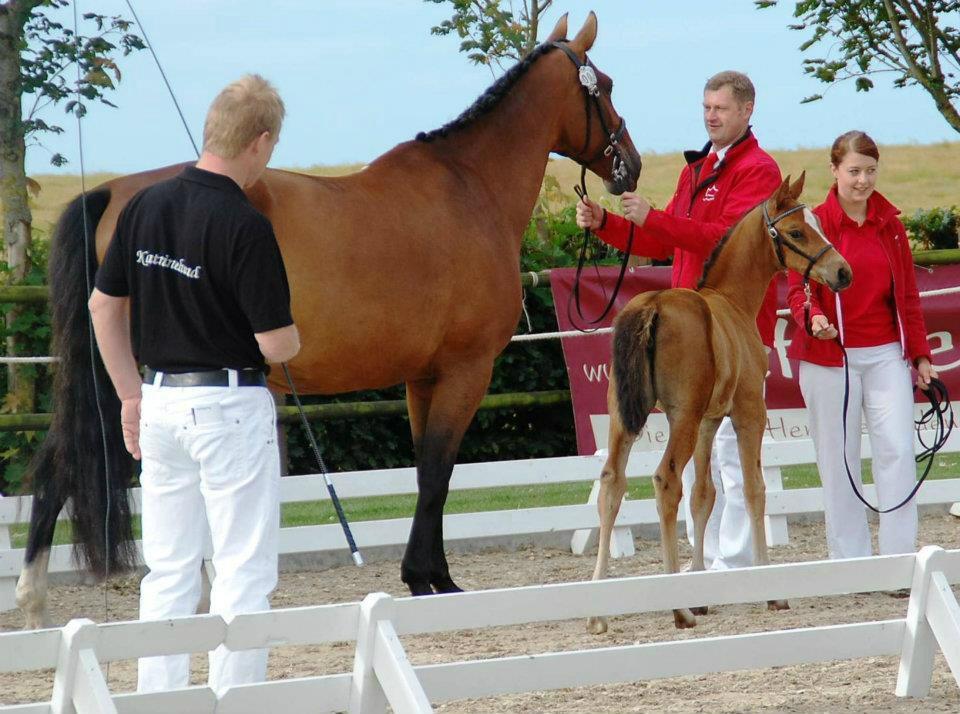 Dansk Varmblod Cassiopeia billede 6