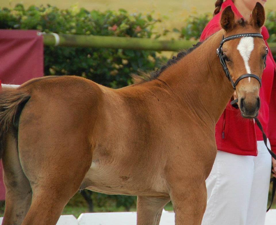 Dansk Varmblod Cassiopeia billede 2
