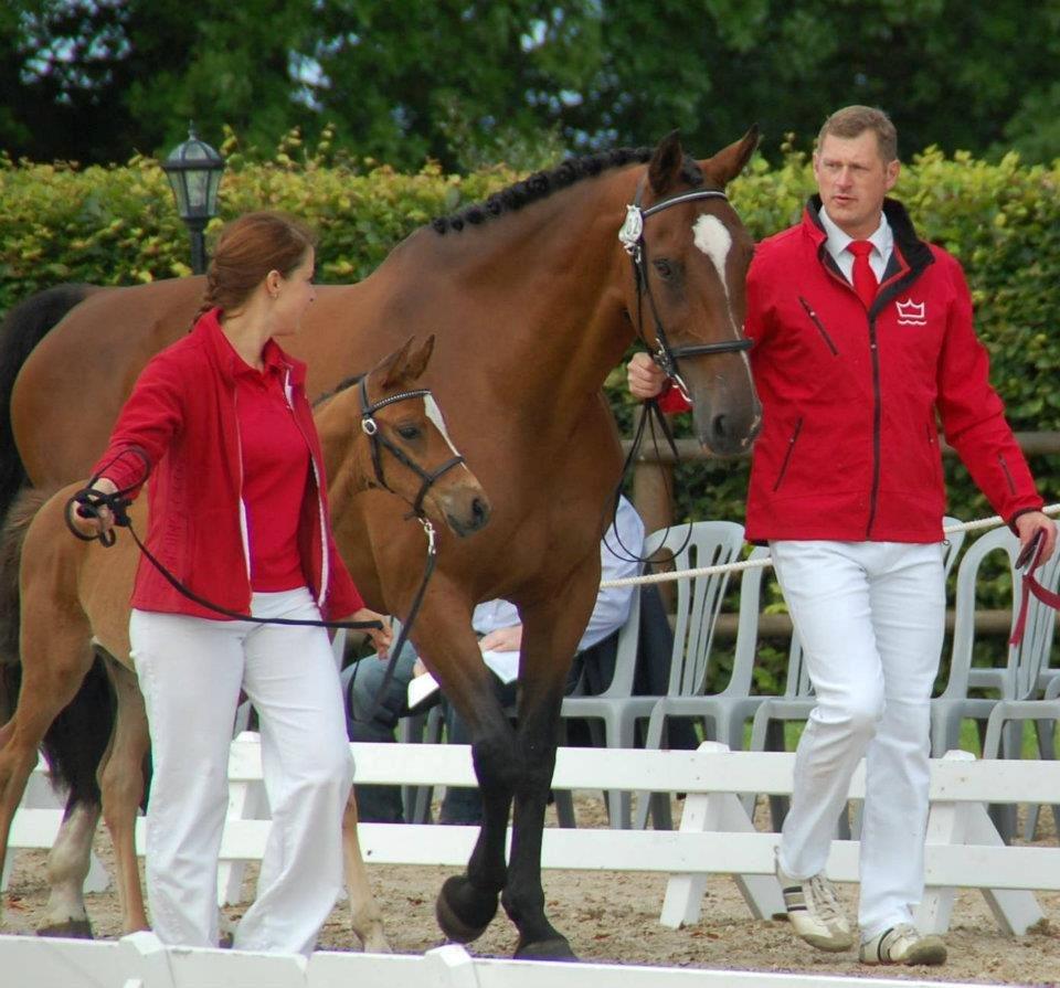 Dansk Varmblod Cassiopeia billede 15