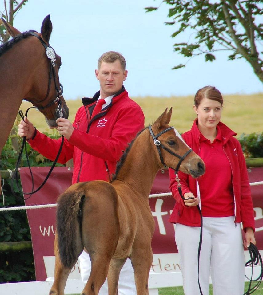 Dansk Varmblod Cassiopeia billede 9