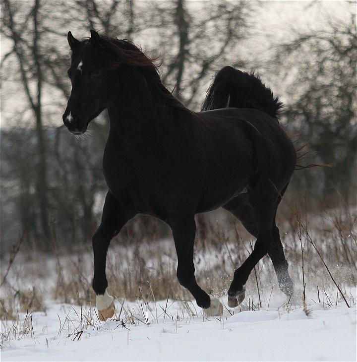 Arabisk fuldblod (OX) Azem OX2956 - Vinter 2012. billede 2