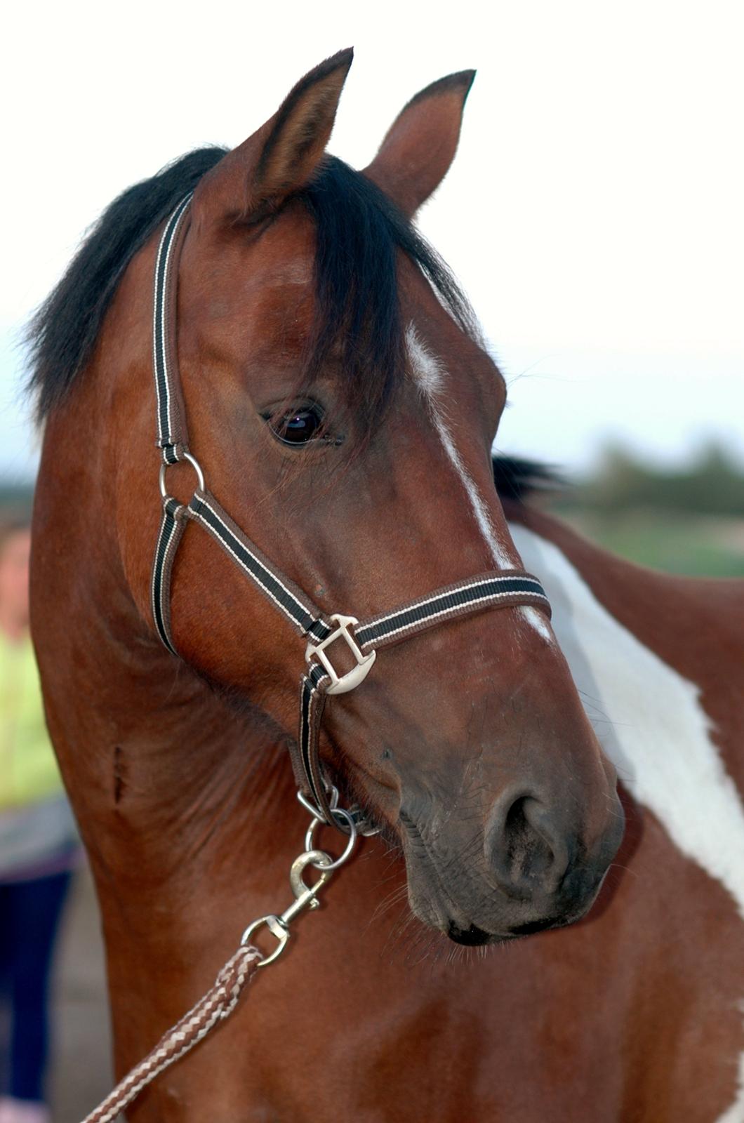 Anden særlig race Spotlight<3 - Smukke hest! Taget af Thea billede 9