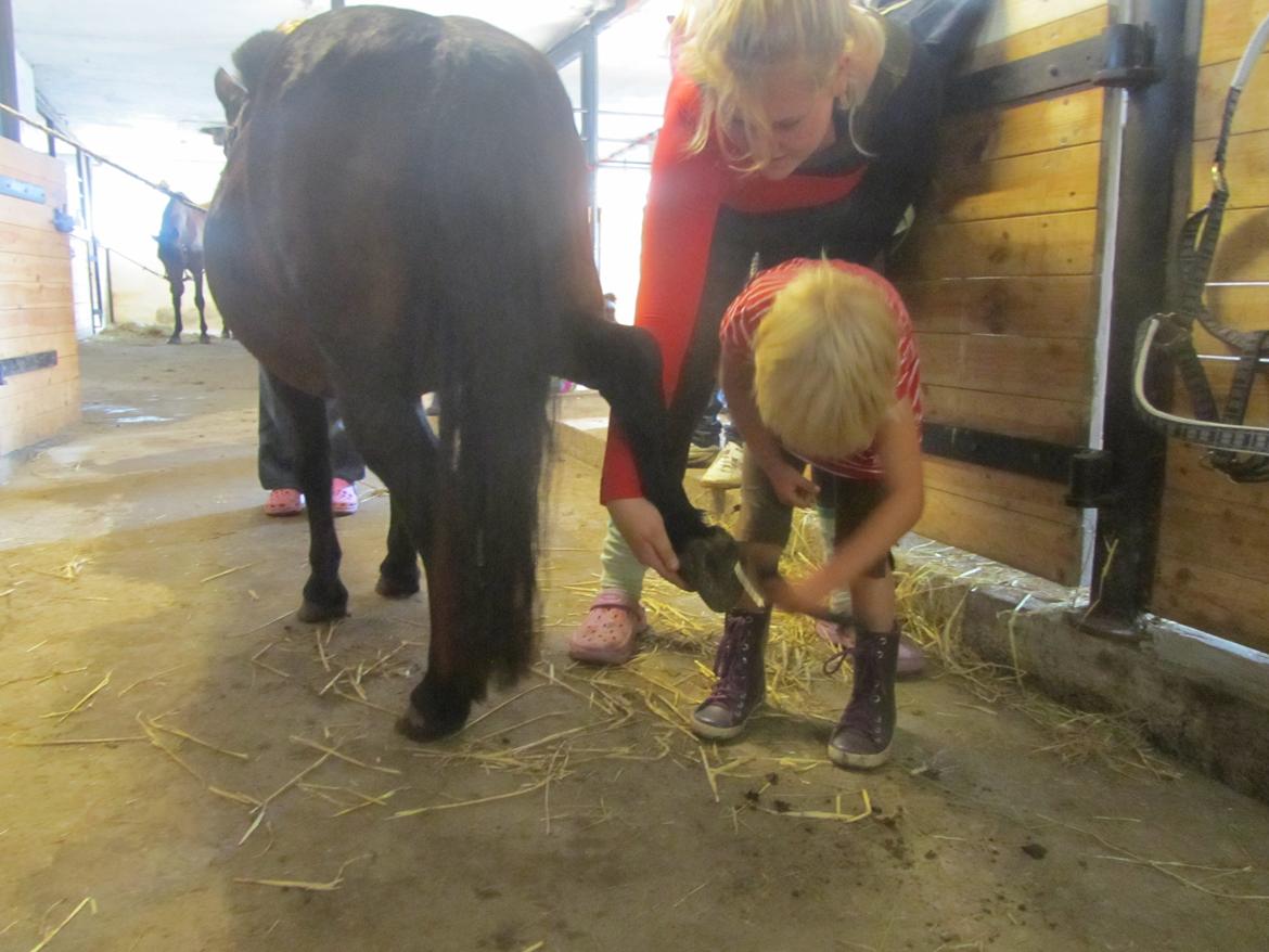 Anden særlig race Filur billede 4