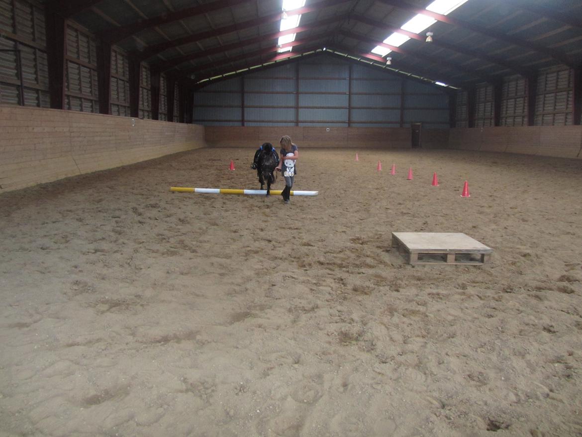 Anden særlig race Filur billede 8