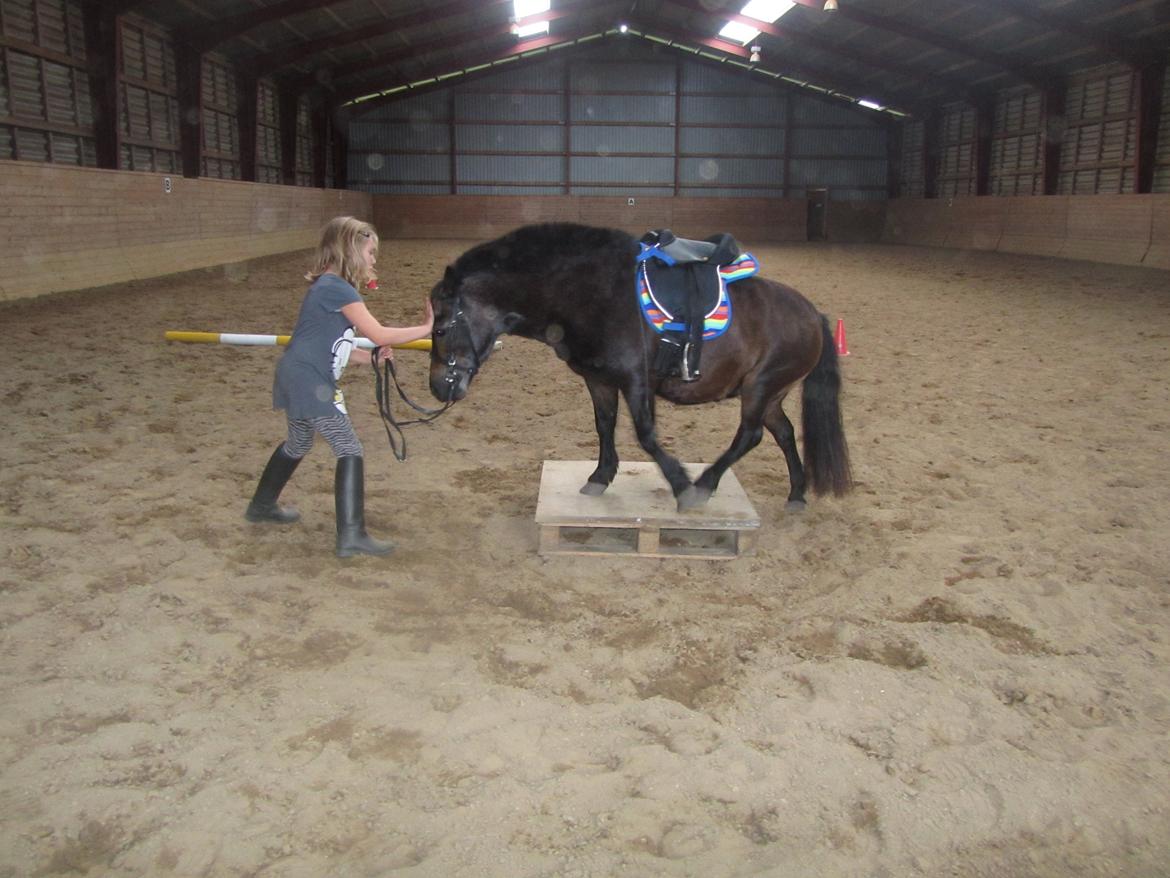 Anden særlig race Filur billede 9