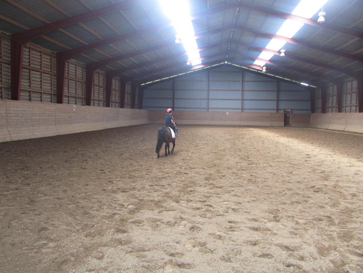 Anden særlig race Filur billede 12