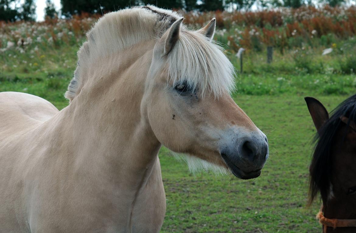 Fjordhest Mølbys Appollon<3 - Ridelejr 2012
Smukke Apollon på folden<3 billede 6