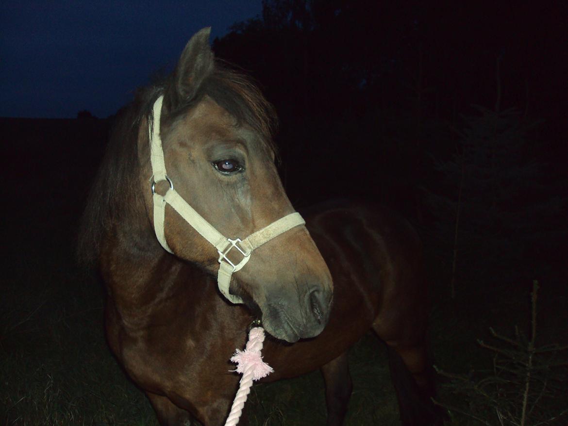 New Forest Pichan R.I.P. - "You haven't lived, until you've found something worth dying for." billede 2