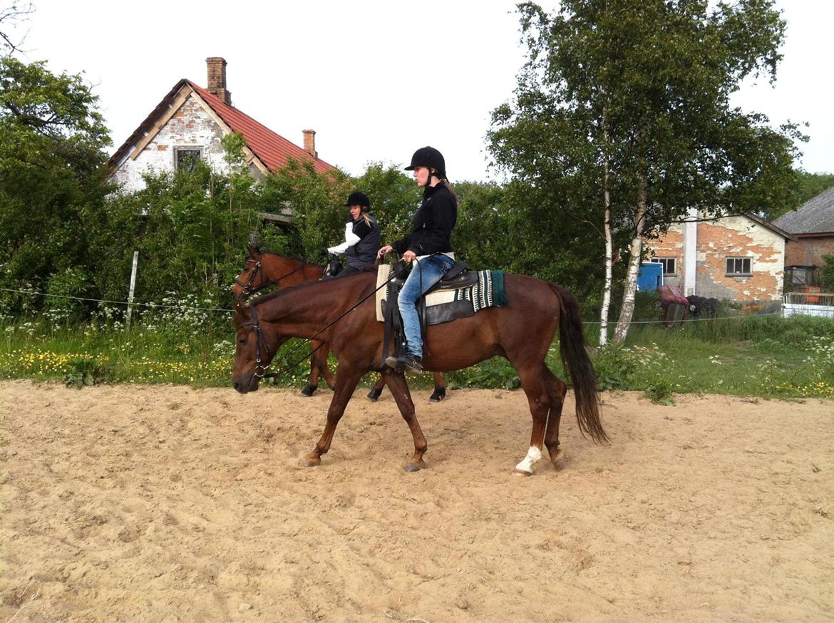 New Forest Elmholts Lamour billede 1