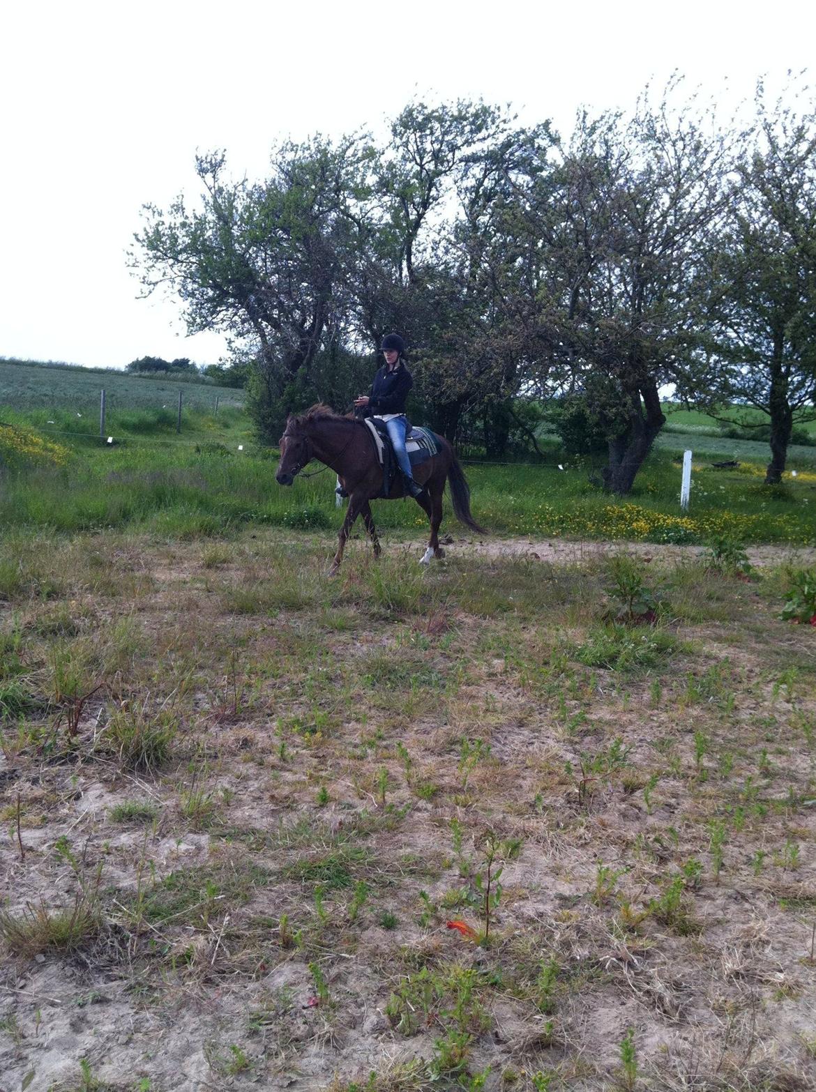 New Forest Elmholts Lamour billede 2