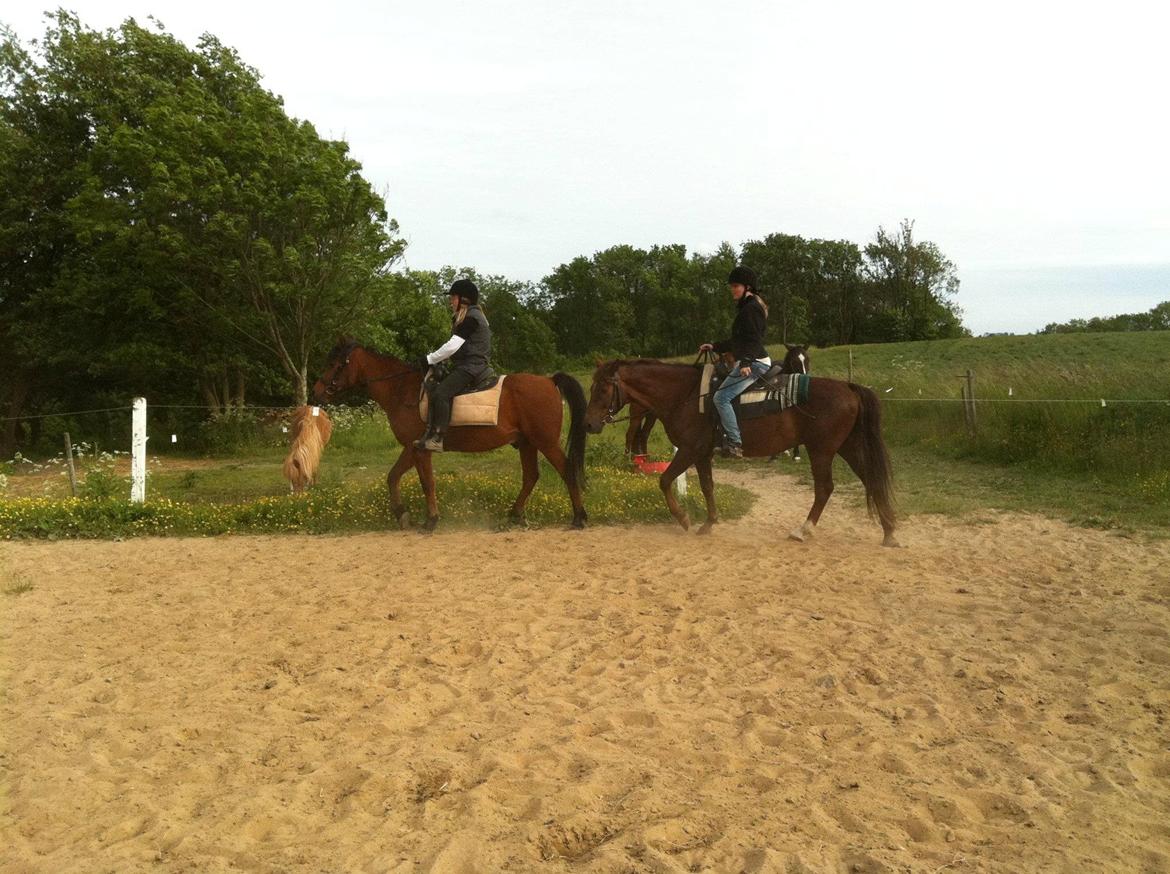 New Forest Elmholts Lamour billede 3