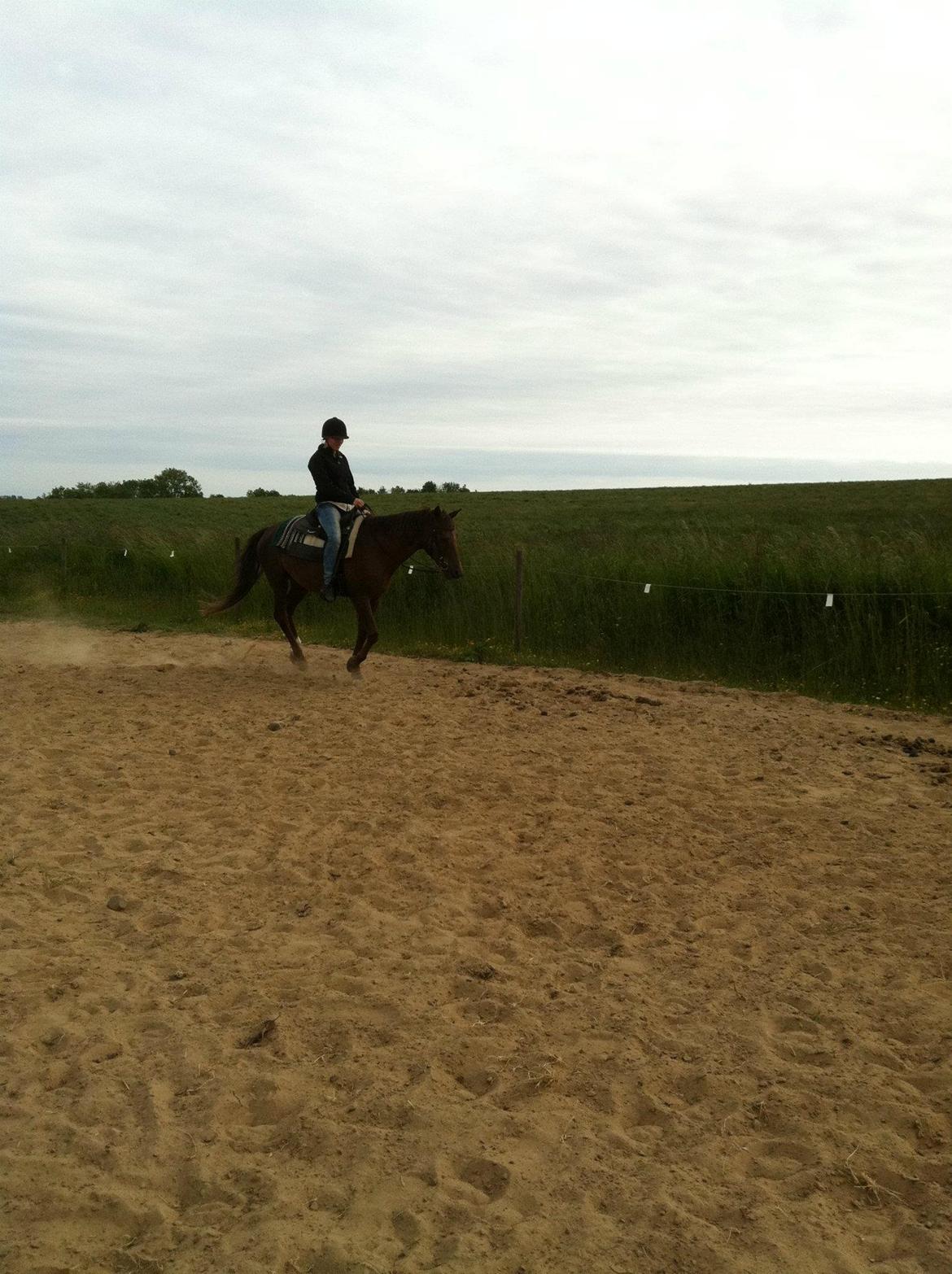 New Forest Elmholts Lamour billede 4