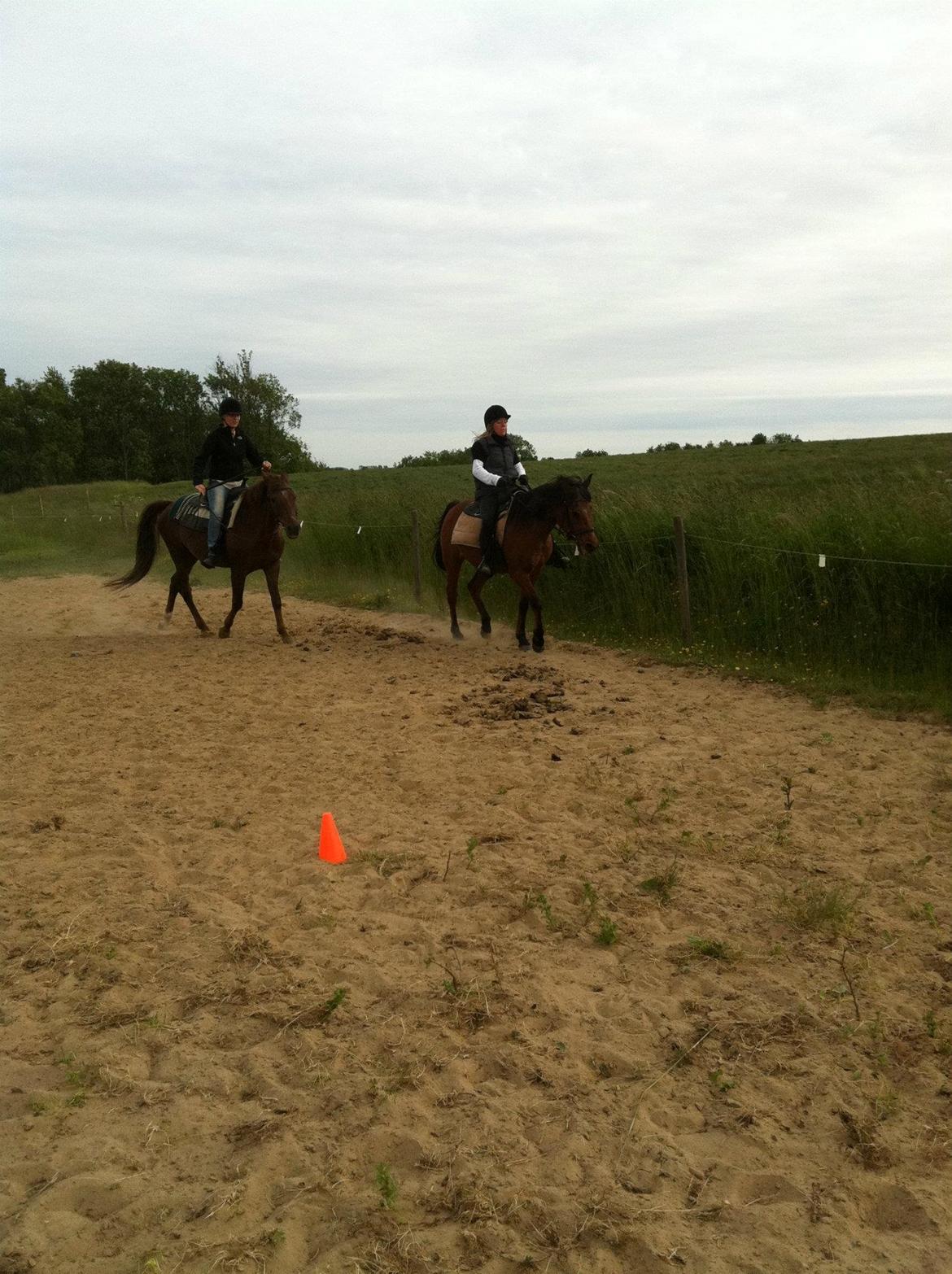 New Forest Elmholts Lamour billede 5