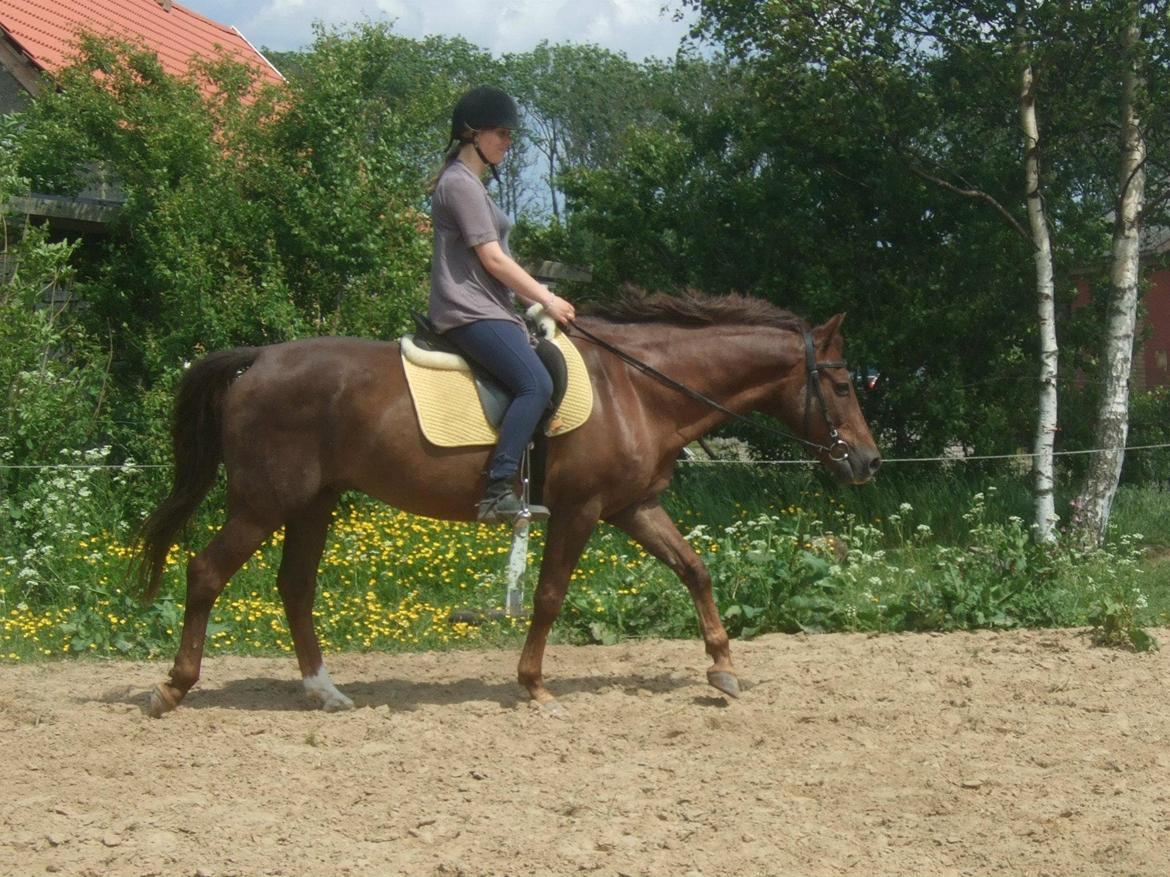 New Forest Elmholts Lamour billede 6