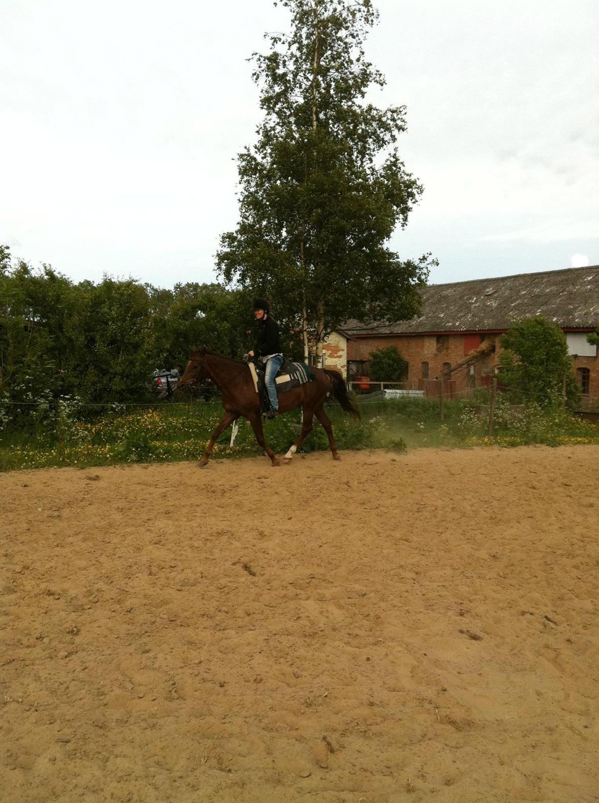 New Forest Elmholts Lamour billede 7