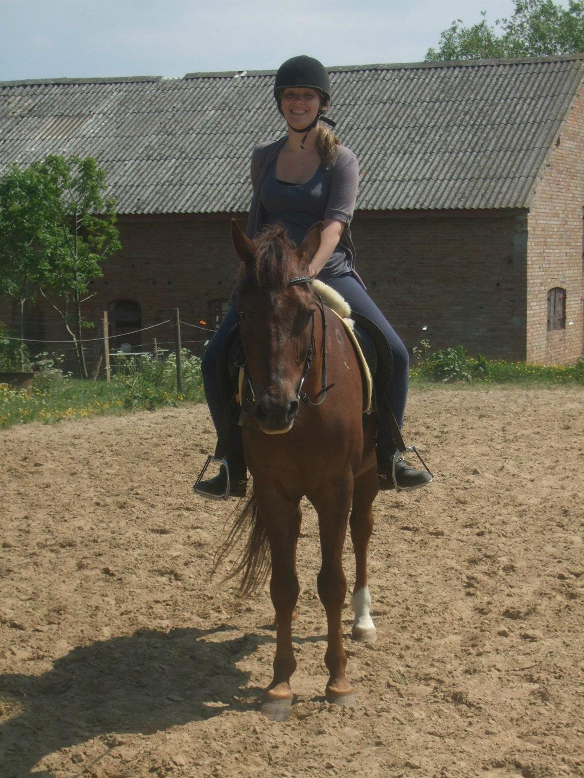 New Forest Elmholts Lamour billede 8