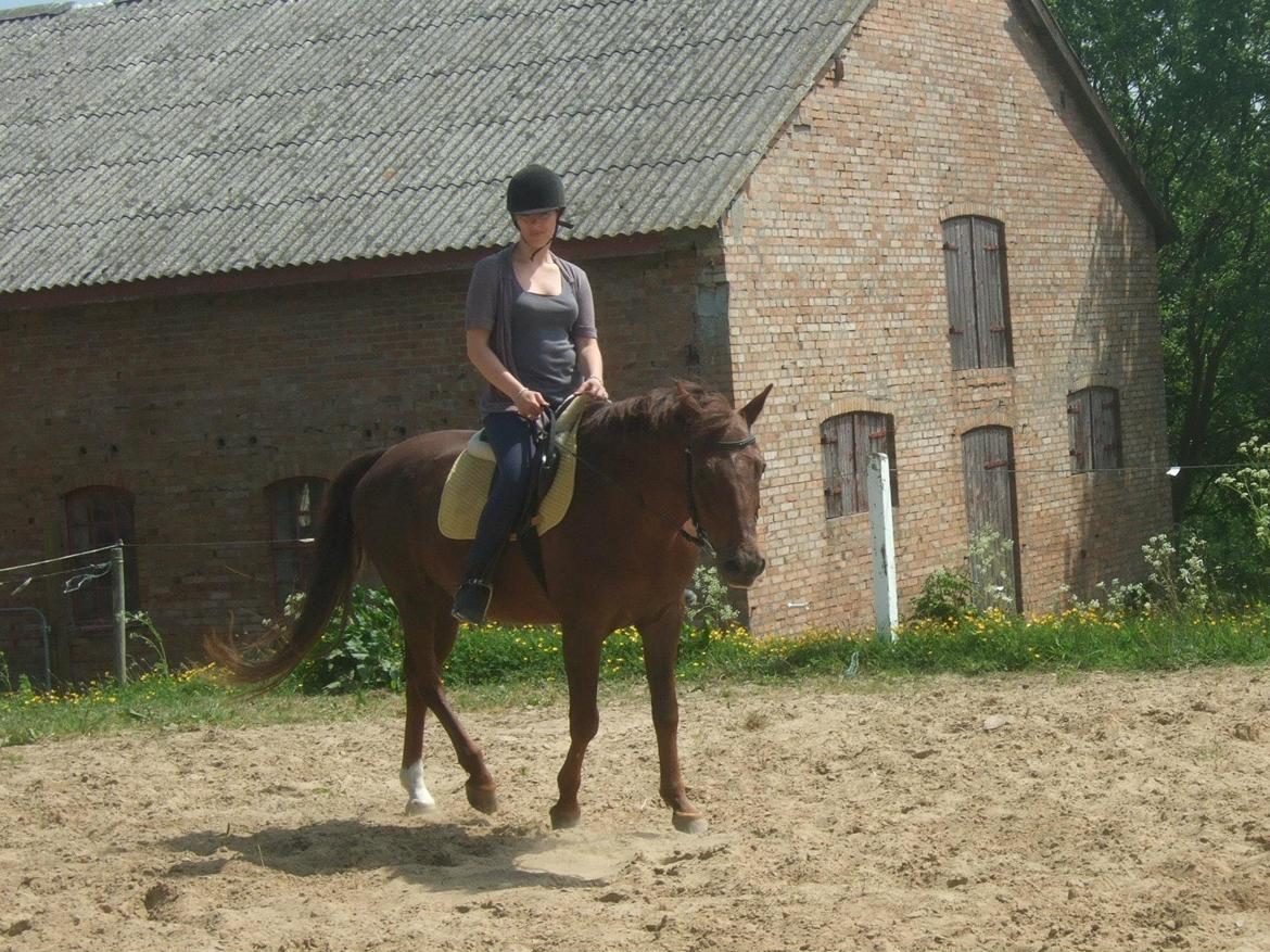 New Forest Elmholts Lamour billede 9