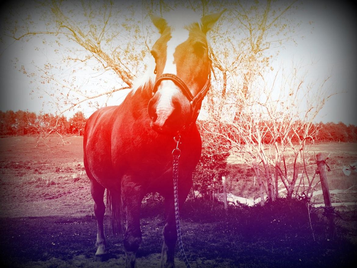 Haflinger Nina [Himmelhest] billede 17