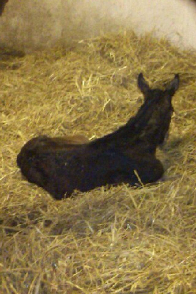 Dansk Varmblod Moment of surprice ( R.I.P)  billede 3