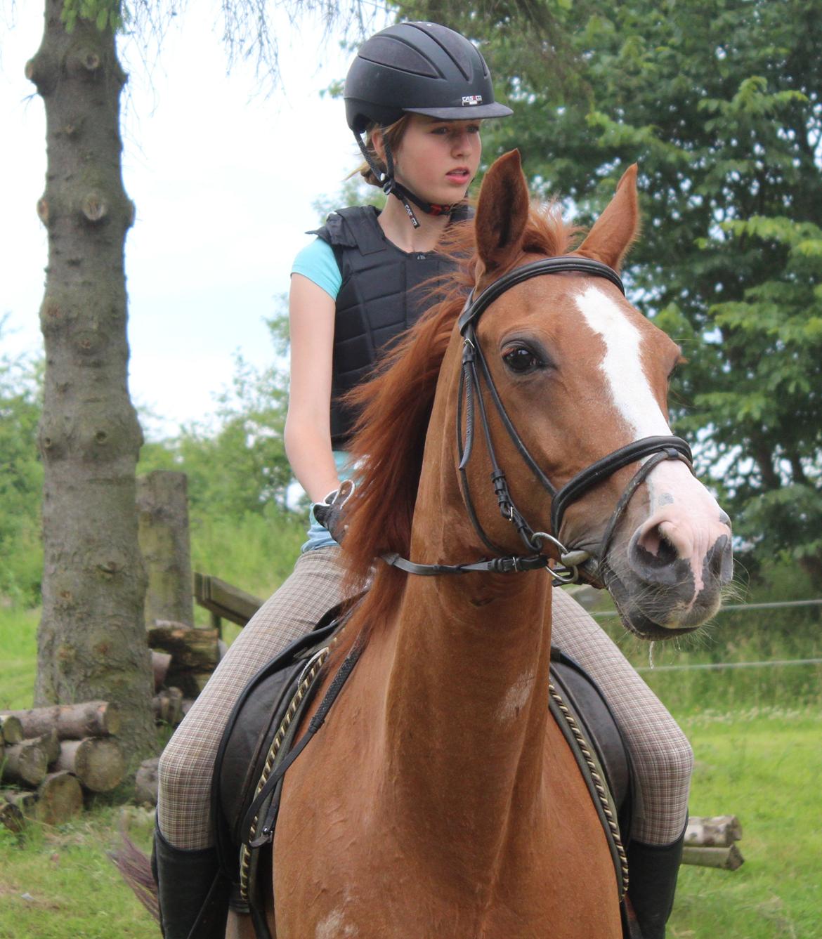 Dansk Varmblod Candy Floss billede 12