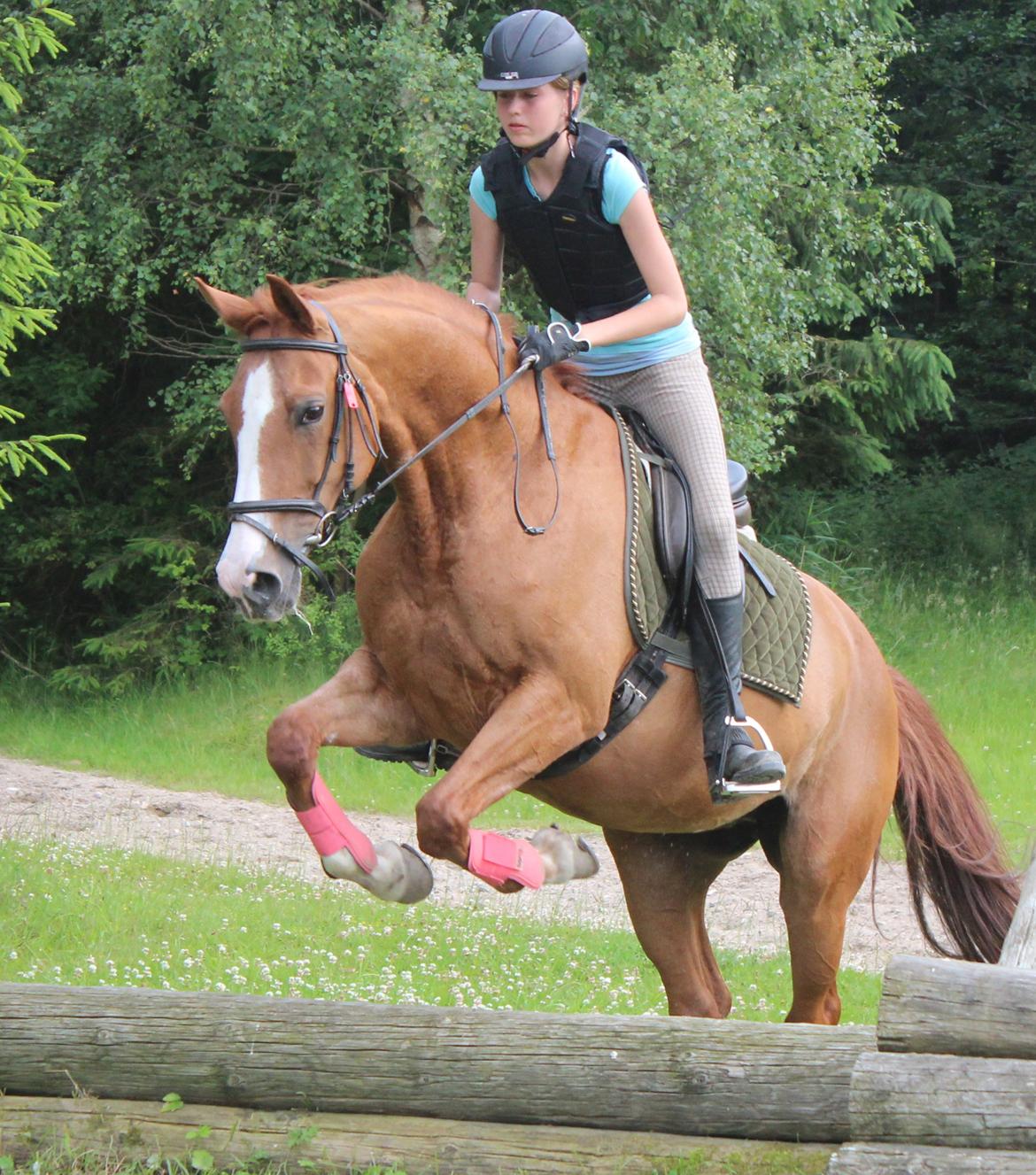 Dansk Varmblod Candy Floss billede 13